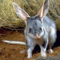 bilby